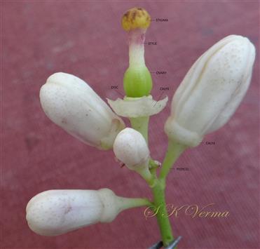  Fascicle of flowers